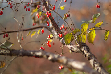 cornus fruit