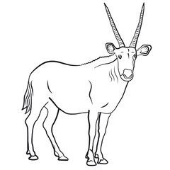 african antelope