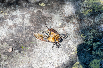 Comer See Italien Alpen