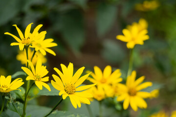満開の黄色い”宿根ヒメヒマワリ”【キクイモモドキ／ヘリオプシス】／キク科キクイモモドキ属