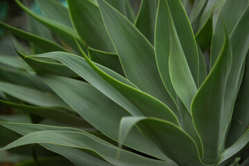 close up of cactus leaves