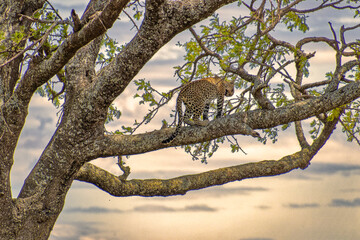 Naklejka na ściany i meble Tanzania, Serengeti park – Jaguar.