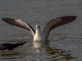 Floating Gull Wings Spread