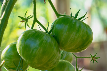Green tomatoes are spiced in a greenhouse on a tomato plant