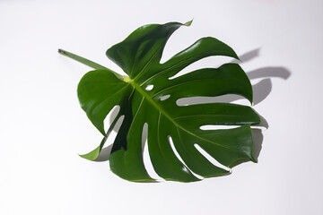 One fresh tropical green monstera leaf isolated on white background