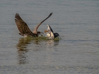 Pacific Gull Fight