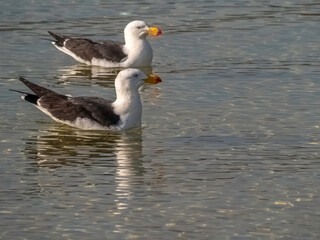 Fototapeta premium Two Gulls Afloat