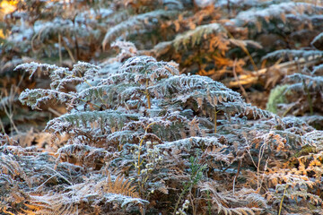 Frost in a garden in the Western Cape Garden Route region in South Africa