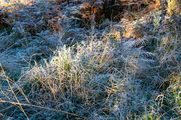 Frost in a garden in the Western Cape Garden Route region in South Africa