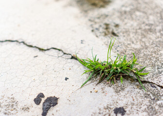 Grass grows in the cracks of the floor.