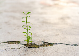 Plants in the cracks of the floor.