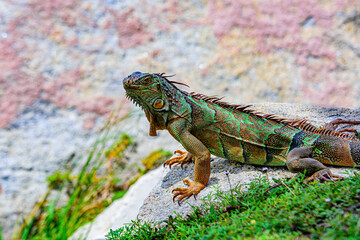 Big iguana on an nature. Green lizards iguana.