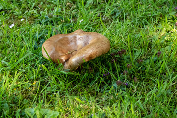 wild mushroom