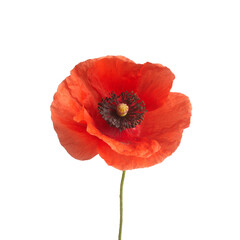 Bright red poppy flower isolated on white background.