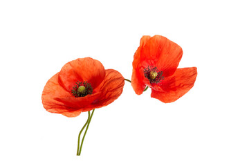 Bright red poppies flowers isolated on white background.