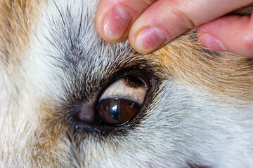 ein Hund (Akita Inu) hat eine dunkle Stelle im Auge