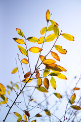 autumn leaves against blue sky