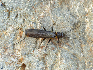 Common stonefly in a natural enviroment. Family Perlidae.   