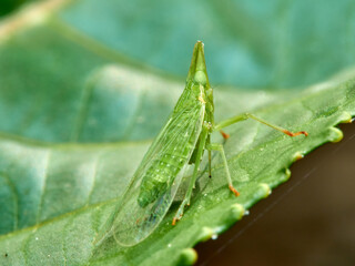 Small green insect on a leaf. It is a bed bug that sucks sap from plants. Genus Dictyophara   