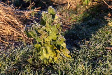 Frost in a garden in the Western Cape Garden Route region in South Africa