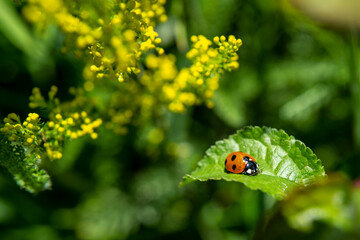 coccinelle sur une feuille au bord du chemin