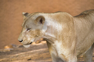 Lioness in its den with siblings