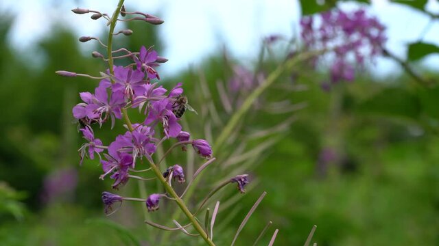 Fireweed in natural environment (Chamerion angustifolium) - (4K)