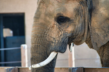 Elephant side head Profile