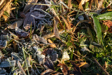Frost in a garden in the Western Cape Garden Route region in South Africa