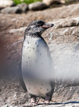 Humboldt pingvin. 