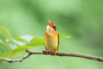 Close-Up Of Oriental Dwarf Kingfisher Perching On Branch