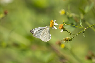 Close-up image of a single Bumble butterfly collecting pollen from a garden white flower