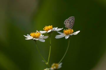 Close-up image of a single Bumble butterfly collecting pollen from a garden white flower