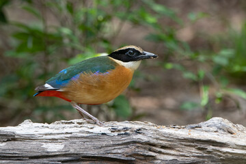 Blue-winged Pitta or Pitta moluccensis ( Passeriformes) in the habitat.