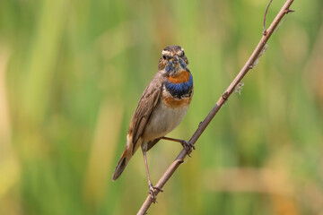 The bluethroat is a small passerine bird that was formerly classed as a member of the thrush family Turdidae, but is now more commonly considered to be an Old World flycatcher, Muscicapidae.