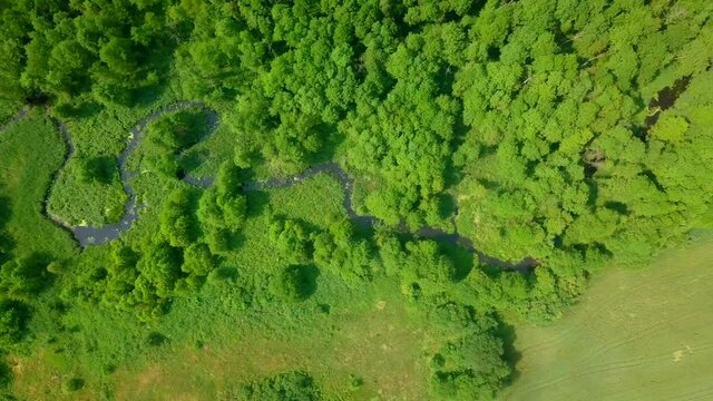 Flight over green summer forest and wild river.