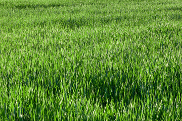 Lush green grass close up