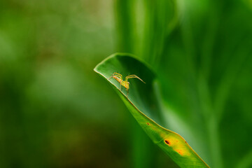 closeup view of spider isolated on green leaf