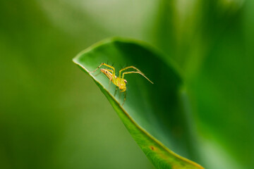 closeup view of spider isolated on green leaf