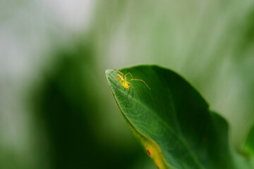 closeup view of spider isolated on green leaf