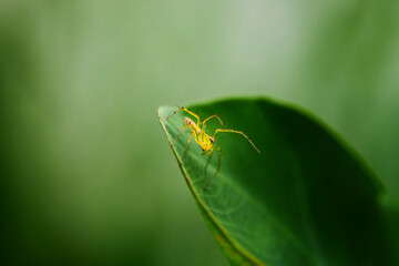 closeup view of spider isolated on green leaf
