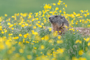 Wonderful portrait of isolated Marmot among the flowers (Marmota marmota)