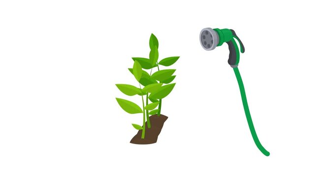 Garden hose. Animation of watering plants, alpha channel. Cartoon