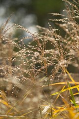 Fototapeta premium reed