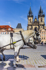 Naklejka na ściany i meble White horse in front of the Tyn church on the old town square of Prague, Czech Republic
