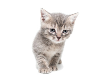 Gray kitten isolated on a white background.