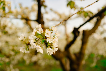branches of flowering spring trees in the sun. the aroma of flowers
