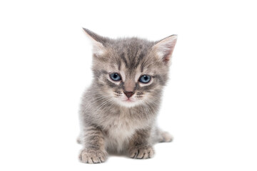 Gray kitten isolated on a white background.