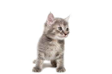 Gray kitten isolated on a white background.