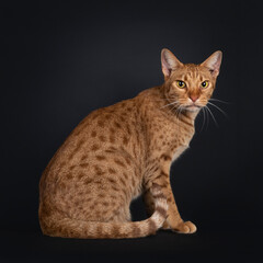 Handsome young adult Ocicat cat, sitting side ways, showing spots on body and rings on tail. Looking towards camera. Isolated on a black background.